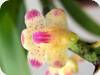 Aerides quinquevulnerva